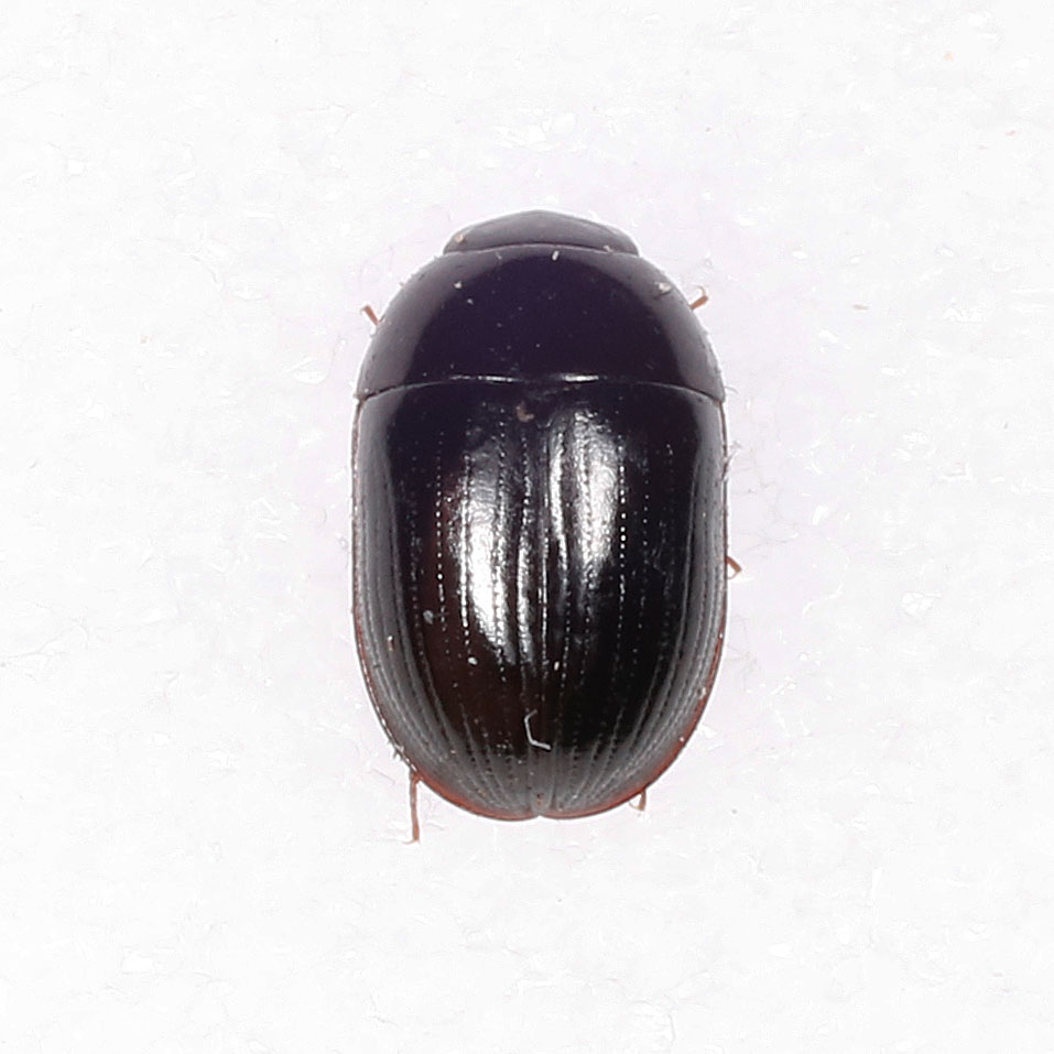 Hydrophilidae: Dactylosternum abdominale?